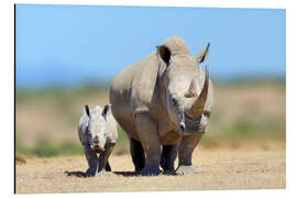 Aluminium print White rhinoceros with young in Kenya, Africa