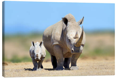 Canvas print White rhinoceros with young in Kenya, Africa