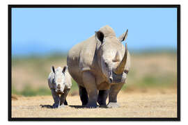 Gerahmter Kunstdruck Weißes Nashorn mit Jungtier in Kenia, Afrika