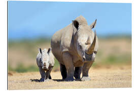 Gallery print White rhinoceros with young in Kenya, Africa