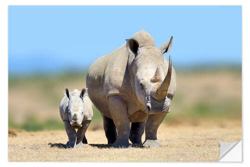 Naklejka na ścianę White rhinoceros with young in Kenya, Africa