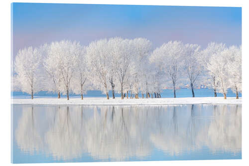 Acrylic print Frost-covered oaks