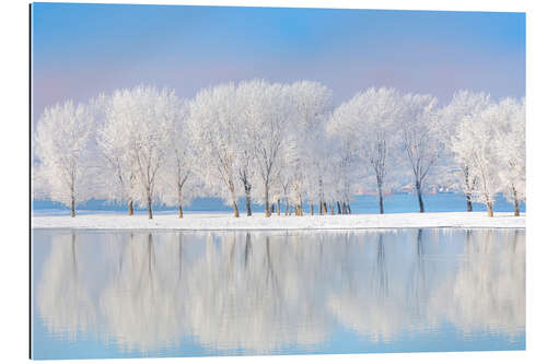 Quadro em plexi-alumínio Frost-covered oaks