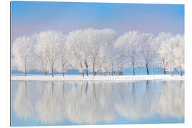 Gallery print Frost-covered oaks