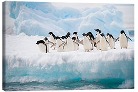 Canvas print Adelie penguins on ice