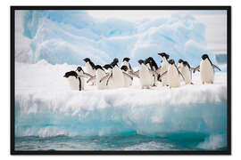 Gerahmter Kunstdruck Adeliepinguine im Eis