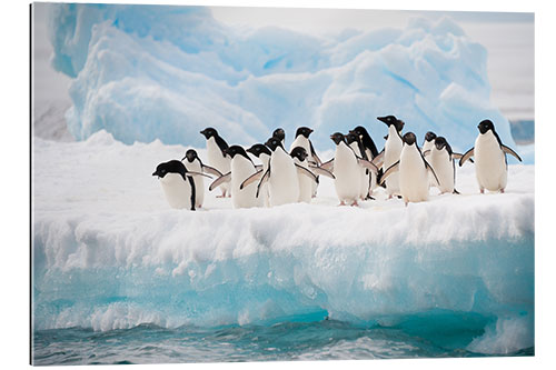 Gallery print Adelie penguins on ice