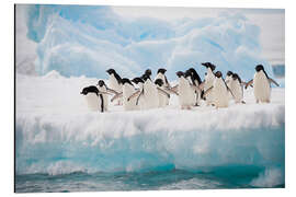 Magnettafel Adeliepinguine im Eis