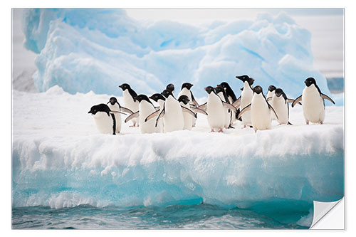 Naklejka na ścianę Adelie penguins on ice