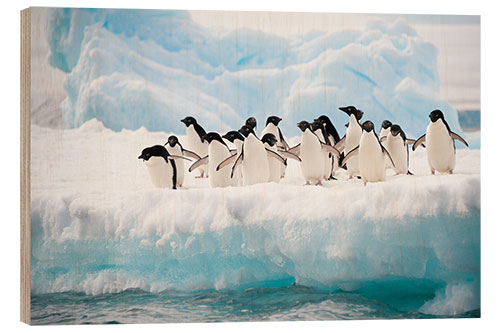 Puutaulu Adelie penguins on ice