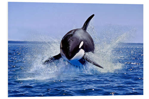 Foam board print Jump of the orca