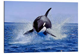 Magnettafel Sprung des Schwertwals