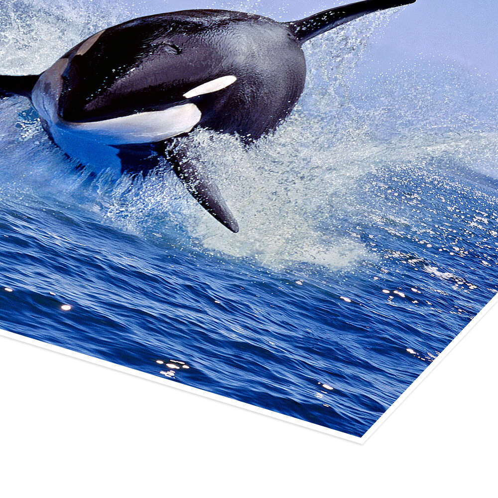 Jump of the orca print by Gérard Lacz | Posterlounge