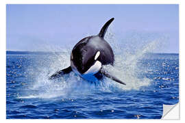 Wall sticker Jump of the orca