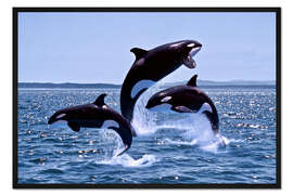 Gerahmter Kunstdruck Springende Schwertwale