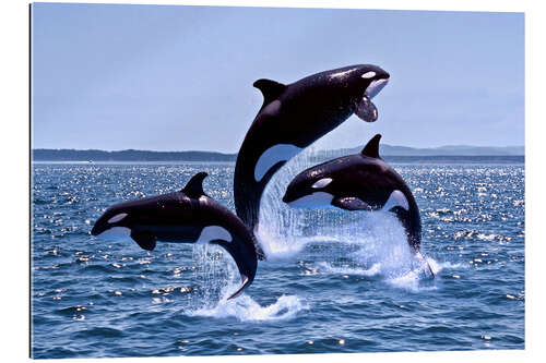 Galleriataulu Jumping Orcas