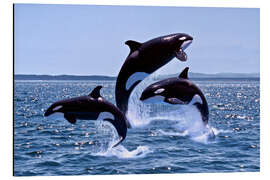 Magnettafel Springende Schwertwale