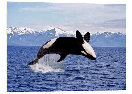 Foam board print Killer Whale, leaping, Canada