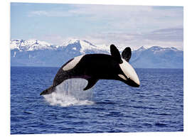 Foam board print Killer Whale, leaping, Canada