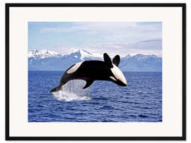 Gerahmter Kunstdruck Schwertwal springt aus dem Wasser