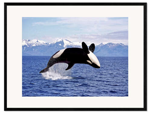 Framed art print Killer Whale, leaping, Canada
