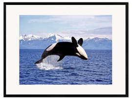 Framed art print Killer Whale, leaping, Canada