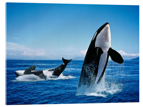 Acrylic print Performance of the killer whales