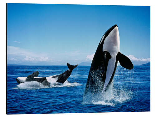 Cuadro de aluminio Killer Whales, breatching