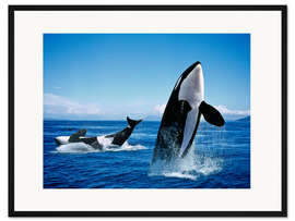 Gerahmter Kunstdruck Performance der Schwertwale