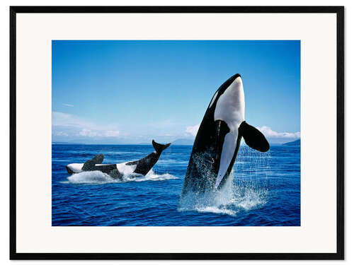 Kehystetty taidepainatus Performance of the killer whales