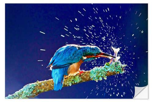 Wall sticker Common Kingfisher stunning fish against branch