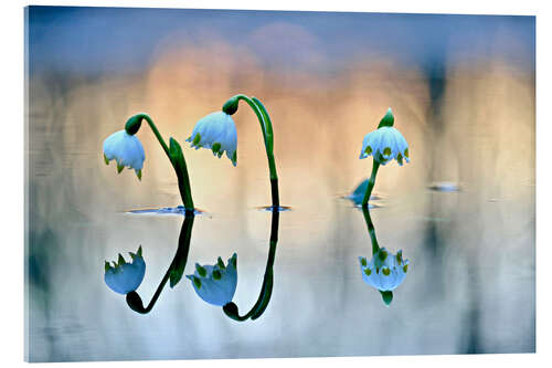 Acrylic print Spring Snowflake