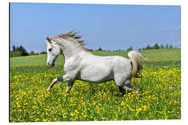 Aluminium print Galloping Arab stallion