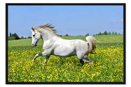 Gerahmter Kunstdruck Galoppierender Araber Hengst