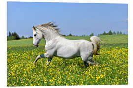 Foam board print Galloping Arab stallion