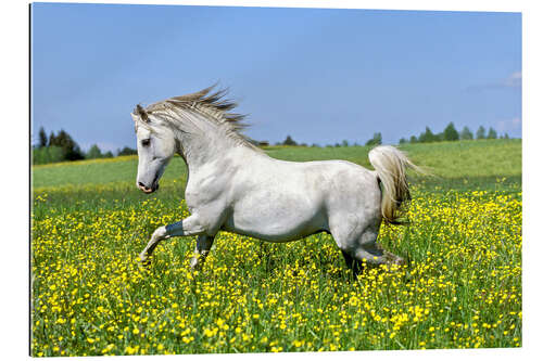 Quadro em plexi-alumínio Galloping Arab stallion