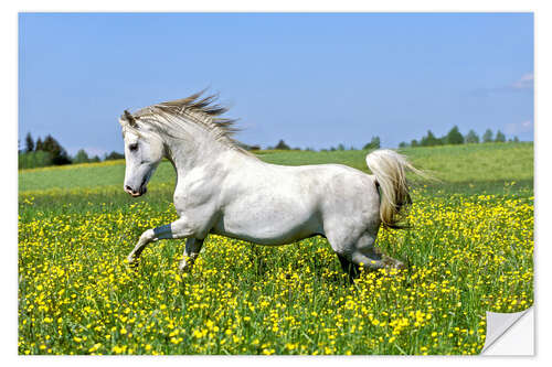 Sisustustarra Galloping Arab stallion