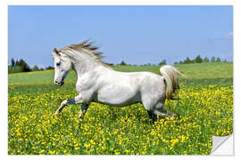 Naklejka na ścianę Galloping Arab stallion