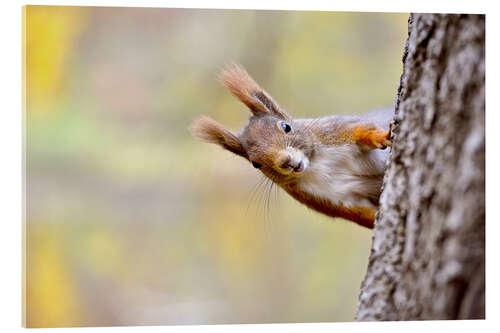 Obraz na szkle akrylowym Red Squirrel in an urban park in autumne