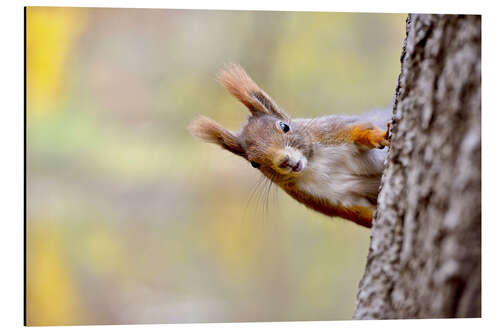 Aluminium print Red Squirrel in an urban park in autumne