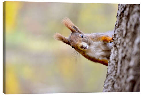 Lienzo Red Squirrel in an urban park in autumne