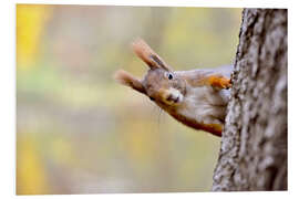 Tableau en PVC Red Squirrel in an urban park in autumne