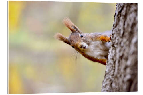 Galleritryk Red Squirrel in an urban park in autumne