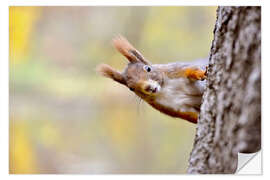 Vinilo para la pared Red Squirrel in an urban park in autumne