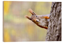 Print på træ Red Squirrel in an urban park in autumne