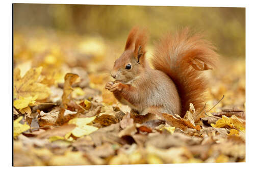 Aluminium print Red Squirrel in an urban park in autumn