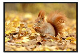 Gerahmter Kunstdruck Eichhörnchen im Stadtpark im Herbst