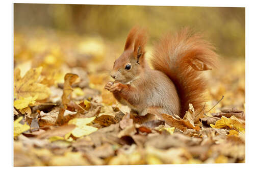 Foam board print Red Squirrel in an urban park in autumn