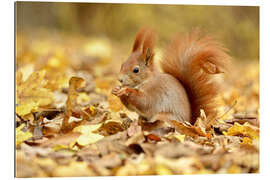 Gallery print Red Squirrel in an urban park in autumn