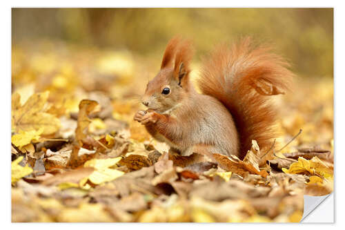 Wandsticker Eichhörnchen im Stadtpark im Herbst